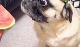 娱乐吃瓜君婴儿,揭秘婴儿的神奇成长之旅